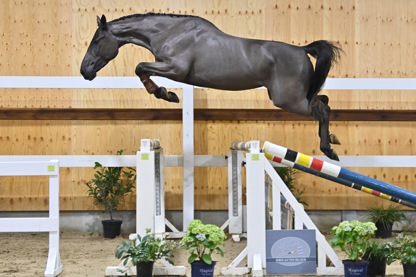 Rallonia de Tiji (v Glasgow vh Merelsnest)